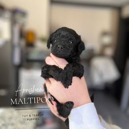Diego - Black Maltipoo puppy in Weatherford, Texas from Aprishew Maltipoo