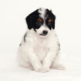 Red - Black tri-color female Aussiedoodle puppy in Slc, Utah from Timp Doodles