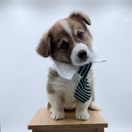 Crush - Fawn male Pembroke Welsh Corgi puppy in Vacaville, California from Hope_4thebay_Corgis