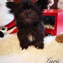 Lyric - Black male Mi-Ki puppy in Toronto, Ohio from Shekinah’s Mi-Kis & Cricket Hill’s Westies