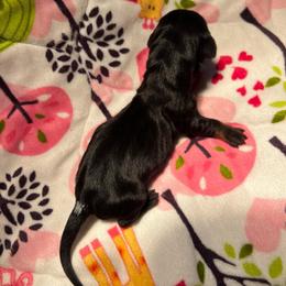 Boy 1 - Black and tan male Dachshund puppy in Red Bud, Illinois from Midwest Miniature Dachshunds