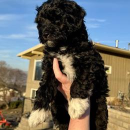 Socks - Black and white male Schnoodle puppy in Lewiston, Idaho from Roux's Munchkins