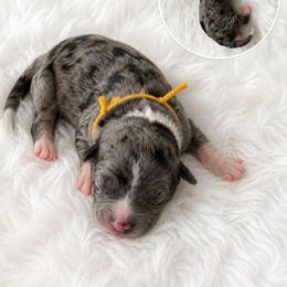 Hank - Blue merle male Aussiedoodle puppy in Hudson, Michigan from Haas Pawz