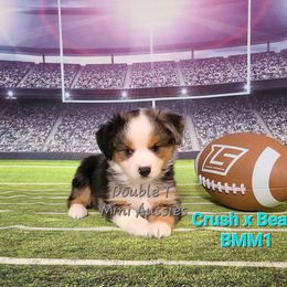 "Milo" BMM 1 (SOLD) - Blue merle Miniature Australian Shepherd puppy in Smiths Station, Alabama from Double T Mini Aussies