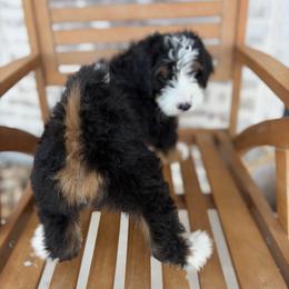 Bernedoodle and Irish Doodle Puppies from Boutique Bernedoodles & Co.