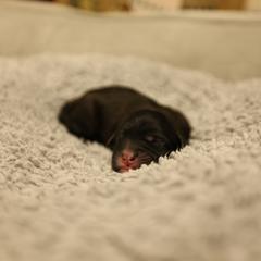 B - Black and white male Mal-Shi puppy in Sacramento, California from FurKids