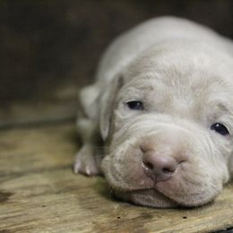 Weimaraner Puppies from North Georgia Weims