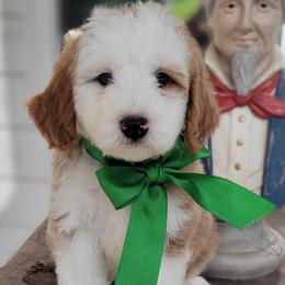 Honor(Green) - Red male Bernedoodle puppy in Warrior, Alabama from Elite Goldendoodles and Bernedoodles