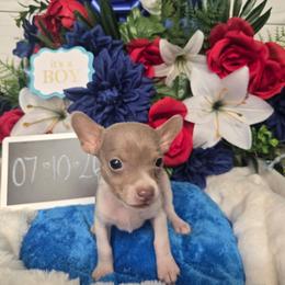 Chevy - White and silver male Rat Terrier puppy in Brookfield, Missouri from Country Rat Terriers