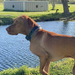 Hank - Vizsla