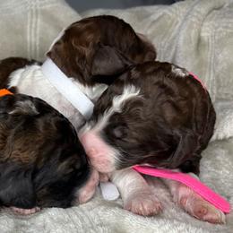 Kate - Orange Collar - Sable female Poodle puppy in Monroe, North Carolina from The Klepper Homestead