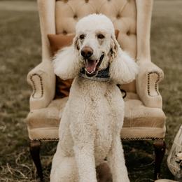 Poodles from Ma-n-Pawz