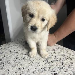Golden Retriever Puppies from Wise Goldens