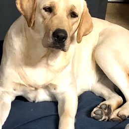 Goldie - Labrador Retriever