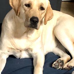 Goldie - Labrador Retriever
