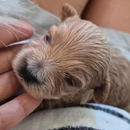 Peanut - Brown male Maltipoo puppy in Corona, California from Poodle house CA