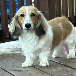 Holland - Dachshund