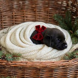 Luka - Black male Labrador Retriever puppy in Peru, Indiana from Harvest Moon Farms - Indiana English Cream Golden Retrievers