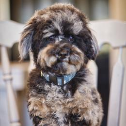 Boba - Cavapoochon