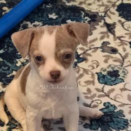 Cassie - Silver and white female Chihuahua puppy in El Paso, Texas from JVJ Chihuahua