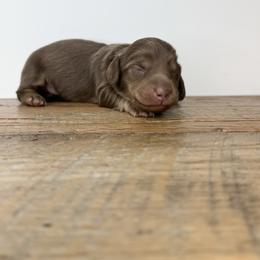 Cedar - Chocolate and cream male Dachshund puppy in Squires, Missouri from Hudson’s Hounds