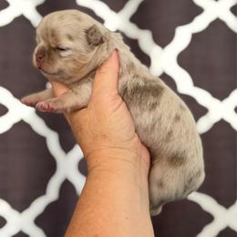 Aria - Merle female Chihuahua puppy in Newport Beach, California from Exotic City Pomeranians and chihuahuas