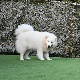 Alaysha - Siberian Husky