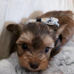 Girl1 - Sable female Yorkshire Terrier puppy in Bucyrus, Ohio from Dyer's Beauties