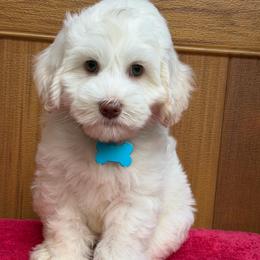 Otto - Caramel ice male Australian Labradoodle puppy in Mount Gilead, North Carolina from Tillery Labradoodles