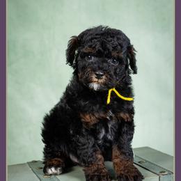 Ghost - Black and tan male Cockapoo puppy in Connersville, Indiana from Deaz Doodle Ranch