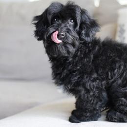 Onyx - Black male Havapoo puppy in Eagle Mountain, Utah from Lady Paws Puppies