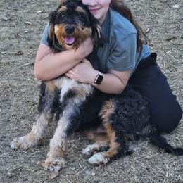 Ember - Bernedoodle