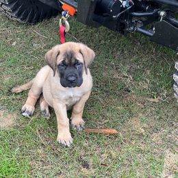 Mastiff Puppies from MLJ Mastiffs