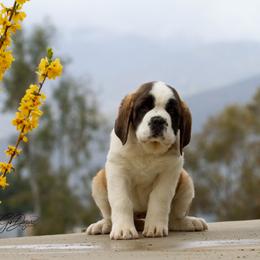 Saint Bernard Puppies from Southern Giants