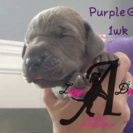 Girl 1 - Blue female Great Dane puppy in Longview, Texas from Lazy A Danes