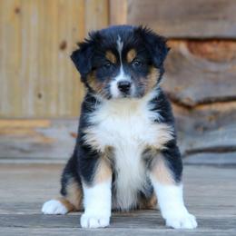 River - Black tri-color female Australian Shepherd puppy in Statesville, North Carolina from Charming Australian Shepherds
