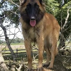 Belgian Tervuren from Rachel's Tervurens