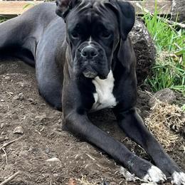 Umi - Boxer