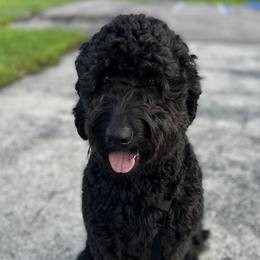 Tess - Goldendoodle