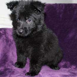Pink female - Black female German Shepherd puppy in Ann Arbor, Michigan from Von Der Havier German Shepherds