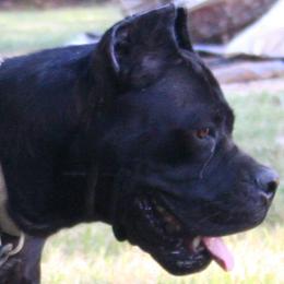 Cane Corso from Dolce Luna Corsos