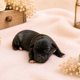 Galadriel - Blue female Great Dane puppy in Citra, Florida from AEW Farm