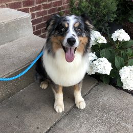 Daniel - Australian Shepherd