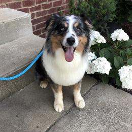 Daniel - Australian Shepherd
