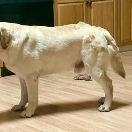 "Slick Daddy" Labrador Retriever Puppies from Carvins Cove English Labradors
