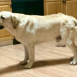 "Slick Daddy" Labrador Retriever Puppies from Carvins Cove English Labradors