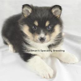 Pomeranian and Pomsky Puppies from Spillman's Specialty Breeding