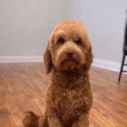 Rigley - Goldendoodle