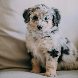 Aussiedoodles from Wildflower Puppies