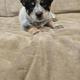 AKC Champion Bloodline Australian Cattle Dog - Lavender Collar Girl 2 - Blue female Australian Cattle Dog puppy in Cassatt, South Carolina from B & E Farms
